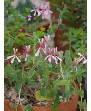 Pelargonium acetosum