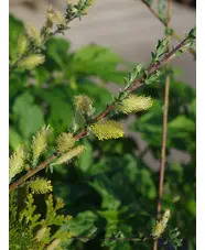 Salix repens var. argentea