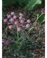Seseli rigidum