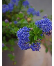 Ceanothus 'Blue Mound'