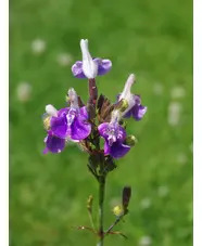 Salvia candelabrum