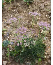 Seseli rigidum