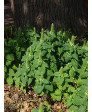 Teucrium lamiifolium