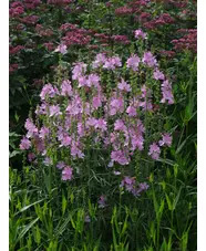 Sidalcea 'My Love'