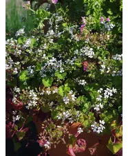 Pelargonium australe