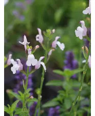 Salvia x jamensis 'Trebah'