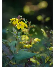 Lysimachia ciliata 'Firecracker'