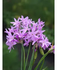 Tulbaghia 'Elaine Ann'
