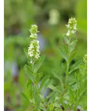 Sideritis hyssopifolia