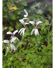Pelargonium trifidum