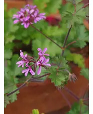 Pelargonium 'Deerwood Lavender Lass'