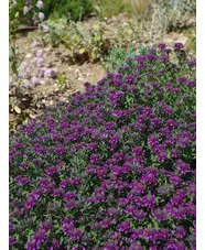 Teucrium ackermannii