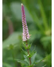 Veronicastrum virginicum 'Erica'