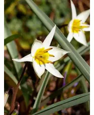 Tulipa turkestanica (5xDB)