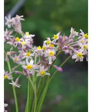 Tulbaghia 'Cosmic'