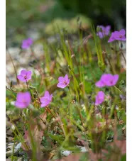 Erodium acaule