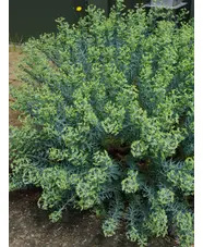 Euphorbia pithyusa