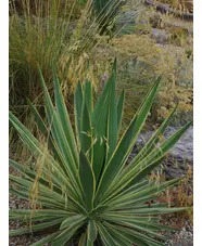 Yucca gloriosa 'Variegata'