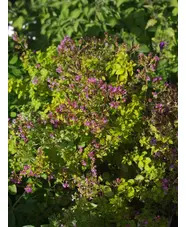 Origanum vulgare 'Pink Mist'