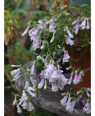 Penstemon hirsutus var. pygmaeus
