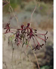 Pelargonium sidoides Black Form