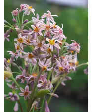Tulbaghia 'Hazel'