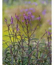 Verbena &times; baileyana 'Purple Haze'