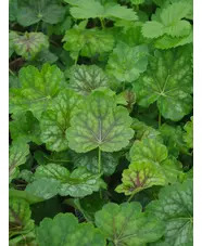 Heuchera americana 1L