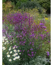 Verbena &times; baileyana 'Purple Haze'
