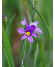 Sisyrinchium idahoense var. macounii 'Moody Blues' 