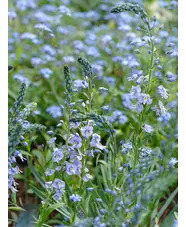 Veronica gentianoides