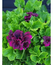 Pelargonium 'Minstrel Boy'