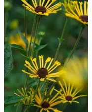 Rudbeckia subtomentosa 'Henry Eilers'