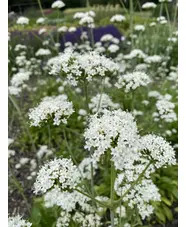 Valeriana phu 'Aurea'