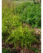 Luzula sylvatica 'Aurea'