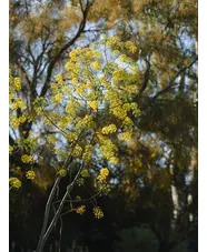 Ferula communis