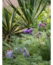 Pulsatilla vulgaris
