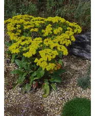 Eriogonum allenii 'Little Rascal'