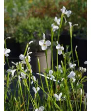 Diplarrena moraea