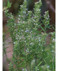 Satureja montana