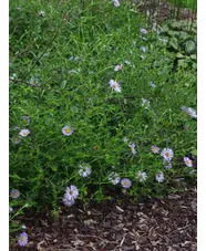 Symphyotrichum puniceum