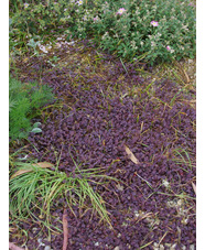 Acaena inermis 'Purpurea'
