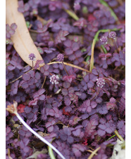 Acaena inermis 'Purpurea'