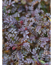 Acaena saccaticupula 'Blue Haze'