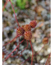 Acaena saccaticupula 'Blue Haze'