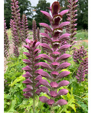 Acanthus 'Colin's Folly'