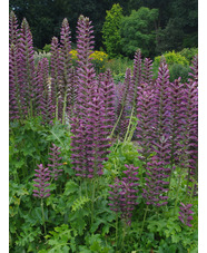 Acanthus 'Colin's Folly'