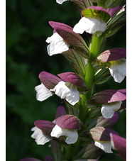 Acanthus mollis