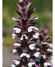 Acanthus mollis