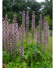 Acanthus mollis